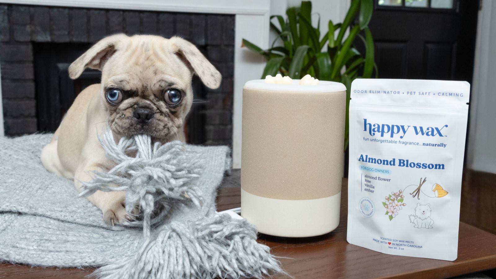 Good News for Pet Parents: 5 Reasons Why Soy Wax Is Better for Pets